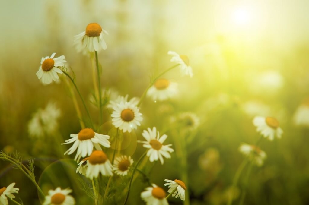 Προστασία από τον ήλιο για τα λουλούδια